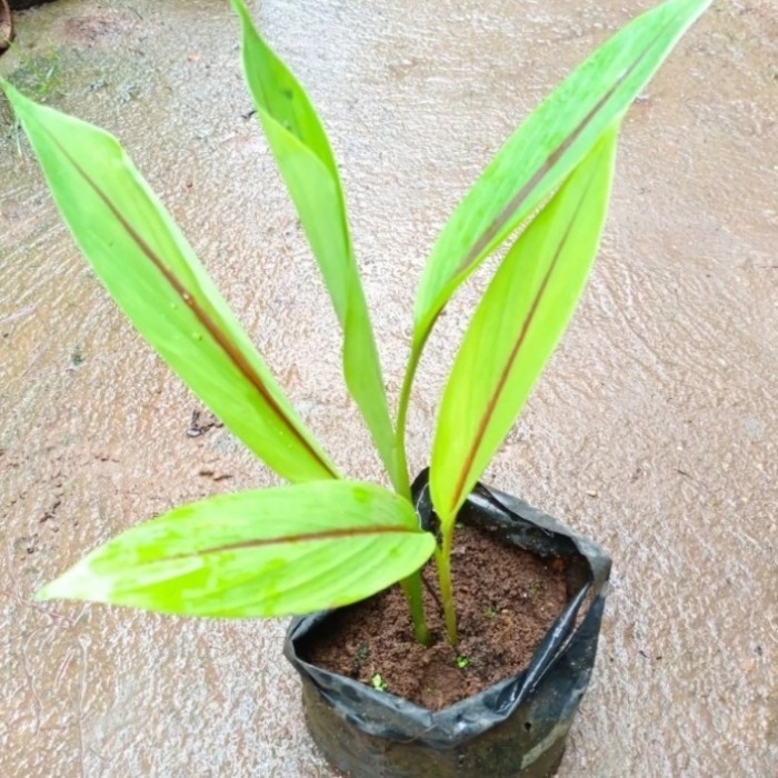 

Terlaris Bibit Tanaman Temu Putih/ Kunyit Putih