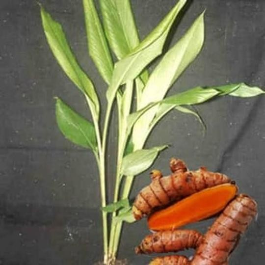 

Terlaris Bibit Kunyit Kuning/Tanaman Herbal Kunyit