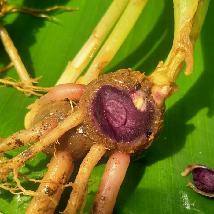 

Terlaris Tanaman Kunyit Hitam Asli Bukan Temu Ireng (Kaempferia Parviflora)