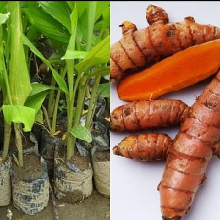 

Terlaris Pohon Kunyit-Bibit Tanaman Herbal Pohon Kunyit