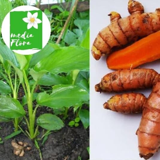 

Terlaris Tanaman Herbal Kunir Kuning - Tanaman Rempah-Rempah Kunyit Kuning