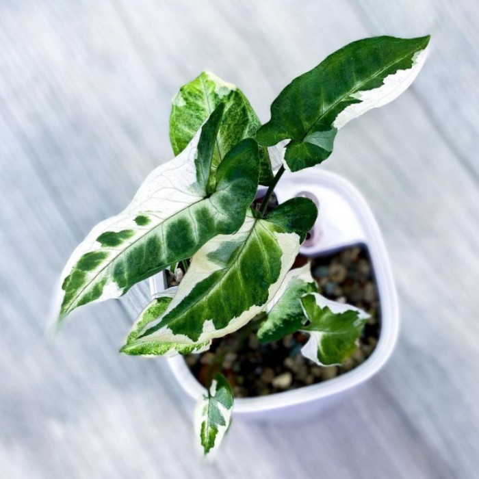 Nirwana Gardenss Tanaman Hias Syngonium T25 / Sengonium T 25 / Singonium T25