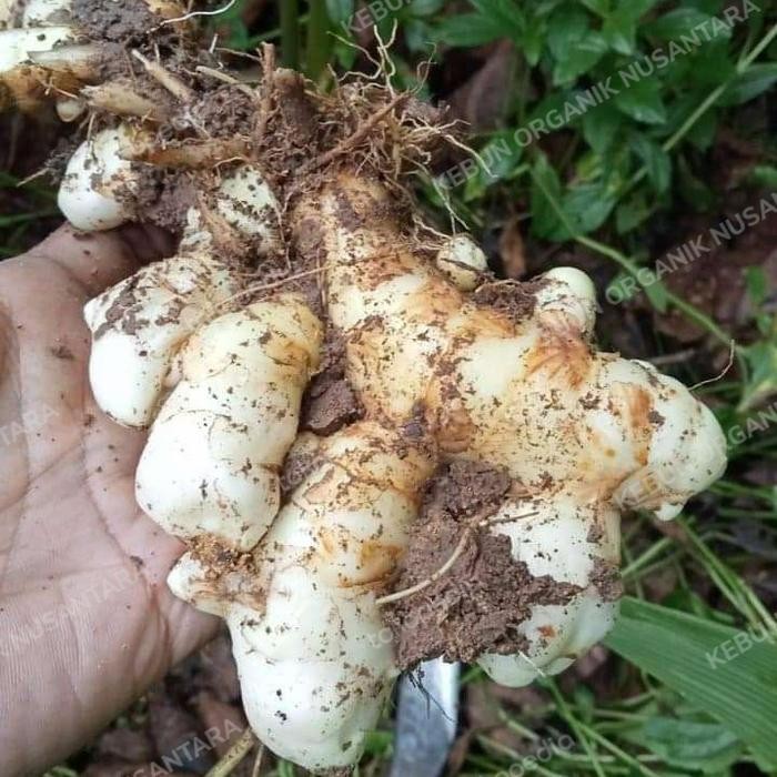 

Terlaris Kunyit Putih/Kunir Putih Segar Per 500Gram Obat Herbal Alami