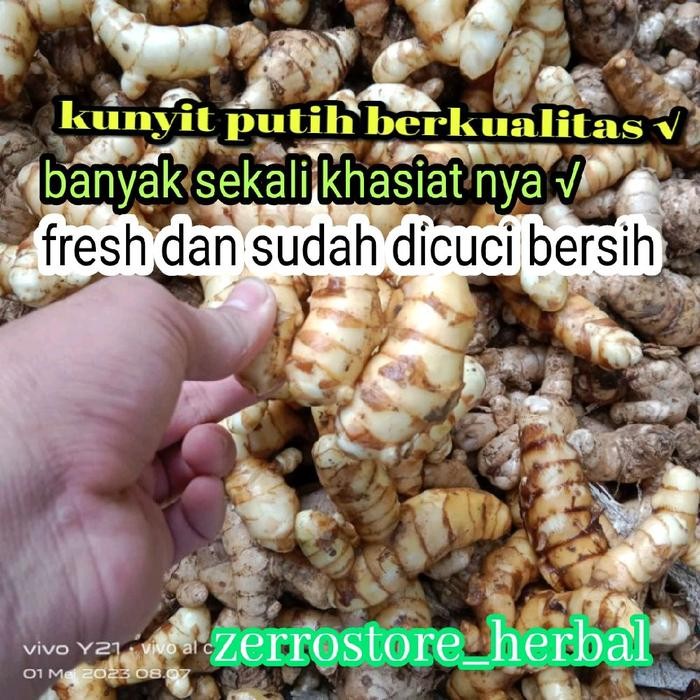 

Terlaris Kunyit Putih Asli Pegunungan Segar Sudah Bersih Netto 500 Gram Bahan Rempah Herbal Drink