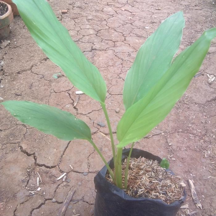 

Terlaris Puhon Kunyit. Kunyit Penyedap Maisakan