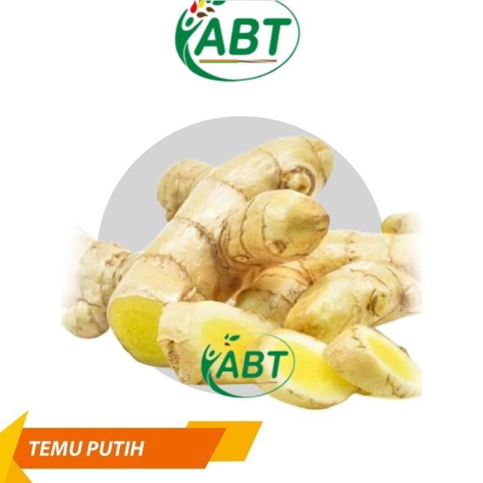 

Terlaris Kunyit Putih Segar 1Kg Kunyit Kunir Putih Murah Curcuma Zedoaria