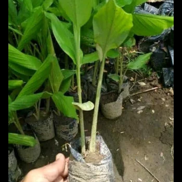 

Terlaris Ready Bibit Kunyit Putih Atau Temu Putih