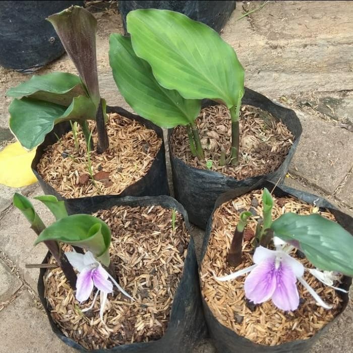 

Terlaris Tanaman Obat Herbal Kunyit Putih