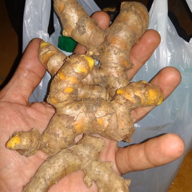 

Terlaris Kunyit Kunir Fresh Segar 50 Gr