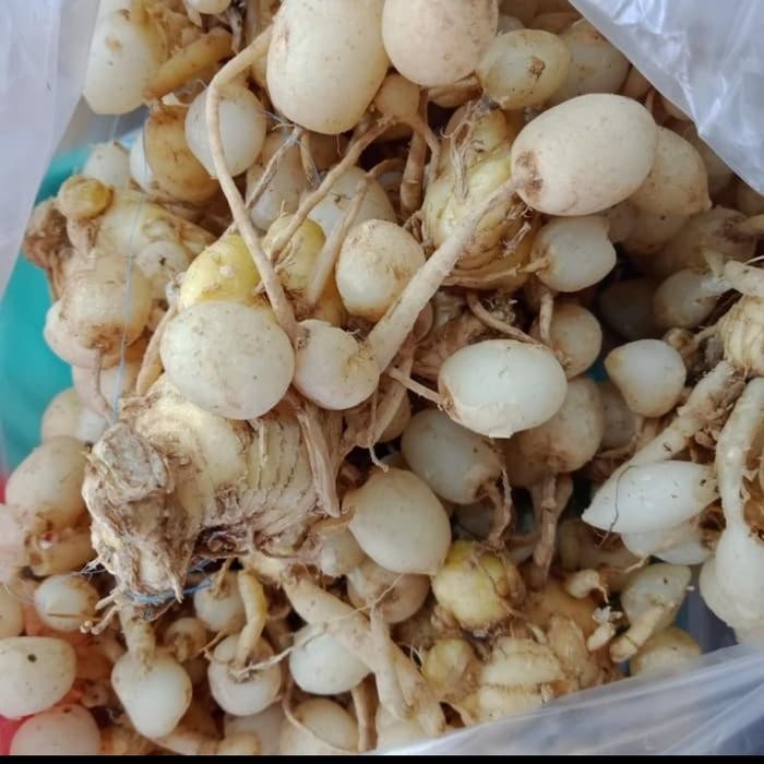 

Terlaris Kunci Rapet (Kunci Pepet)/Temu Pepet/Kunyit Putih Segar 1Kg