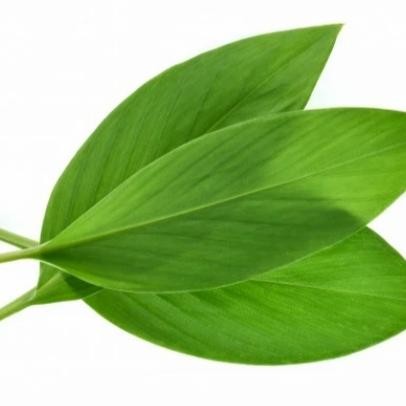 

Terlaris Daun Kunyit Fresh 1 Ikat