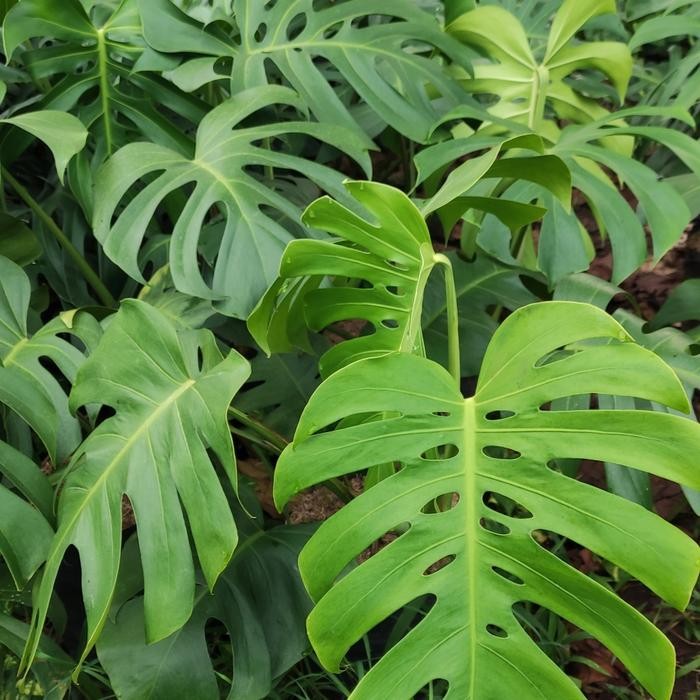 monstera king jumbo daun lebar