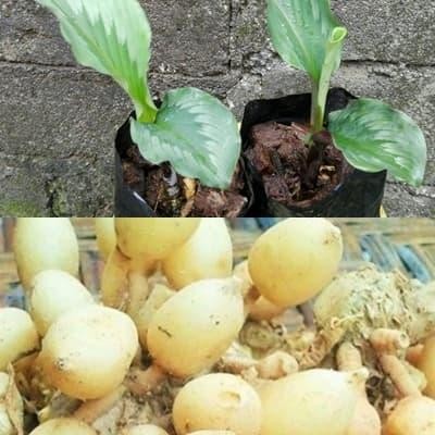 

Terlaris Bibit Kunyit Putih Tanaman Kunyit Putih