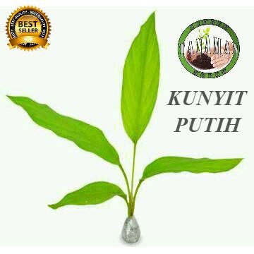 

Terlaris Bibit Pohon Tanaman Kunyit Putih