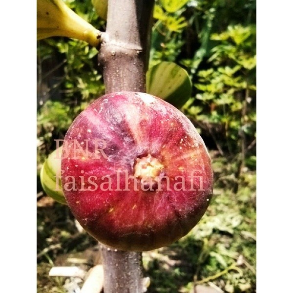 Bibit Tin jenis BNR Valid ( Bardissote negra Rimada )