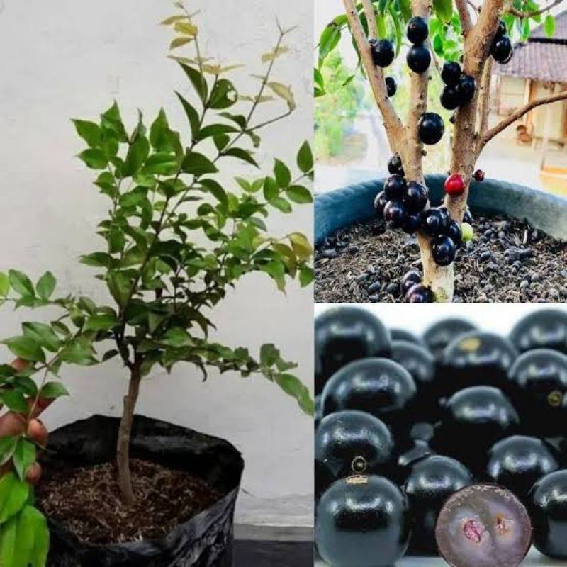 Bibit Anggur Brazil Sabara - Hasil Cangkok