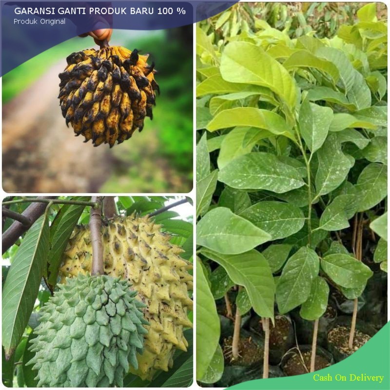 BIBIT SRIKAYA NANAS SRIKAYA KUNING BUAH BIRIBA MURAH