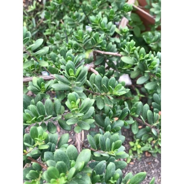 biji santigi MAWAR SUPER