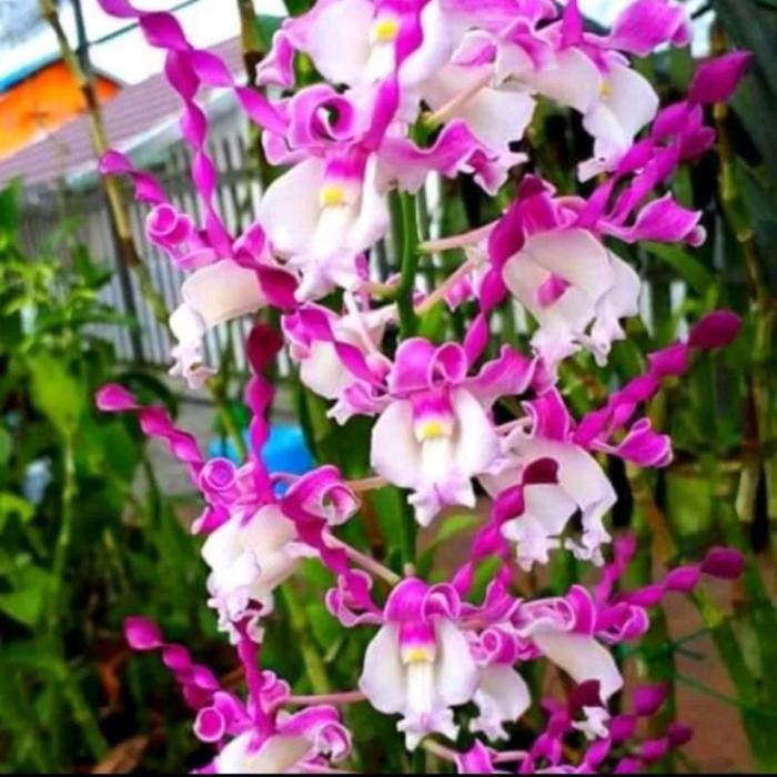 NGGREK DENDROBIUM KERITING Knop/Spike-SIAP BERBUNGA