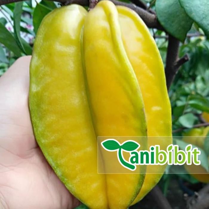 

Bibit Buah Belimbing Dewi - Pohon Blimbing Tanaman Averrhoa Carambola