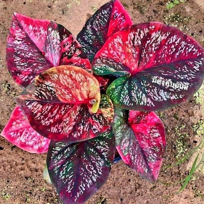 

tm - Caladium Thai Series Super Jawara 1-3 Daun Tanaman Keladi Hias Murah Thailand BUKAN bonggol