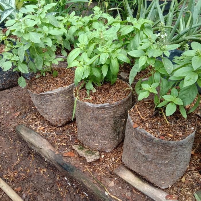 

Bibit Tanaman Daun Kemangi Tanaman Bumbu Lalapan