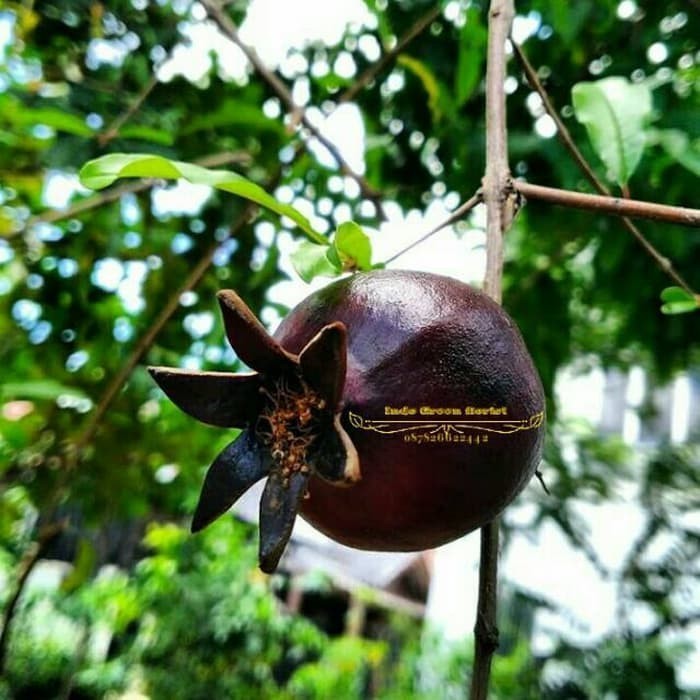 

Bibit tanaman buah delima hitam siap berbuah