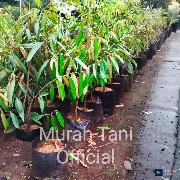 

Bibit Tanaman Durian Jack Sparrow Unggul Okulasi