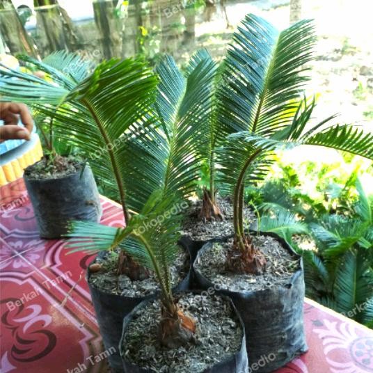 

tanaman hias bibit pallem sikas/pohon hias sikas bibit/2/3 daun.30cm