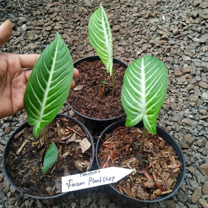 

tanaman hias xanthosoma lindenii bibit