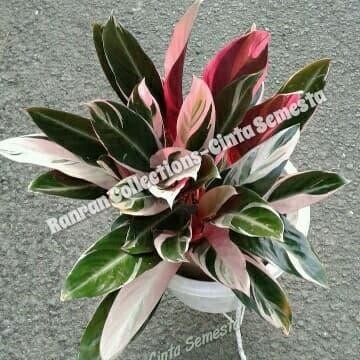 

Tanaman Meja Bibit Calathea Stromanthe Sanguinea BONUS POT HITAM