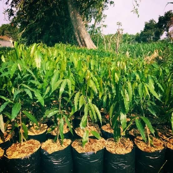 

Bibit Tanaman Glodokan Tiang 60cm 10paket