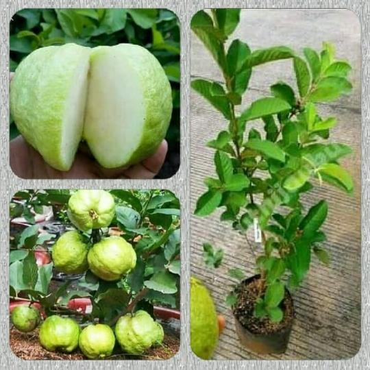 

Bibit tanaman buah jambu kristal