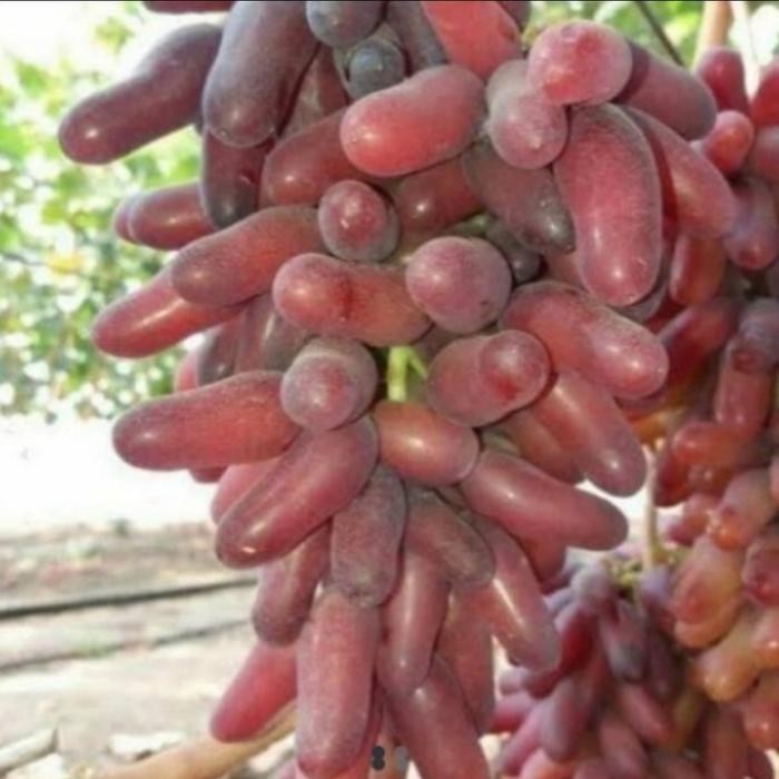 

Bibit Tanaman Anggur Carnival Grafting Asli