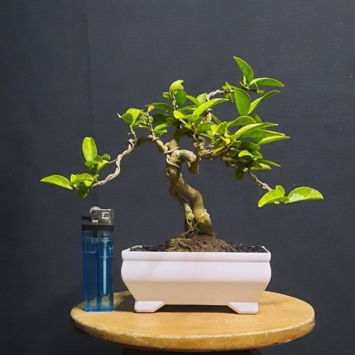 Bonsai bonsai anput mame