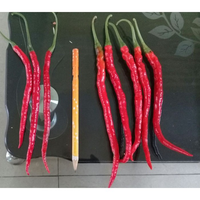 (Allthebest) BENIH CABAI KERITING HIBRIDA TROPHY 77