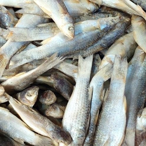 

TERMURAHH!! Ikan Asin Belanak 250gr / 500gr - Ikan Asin Padet Enak Gurih
