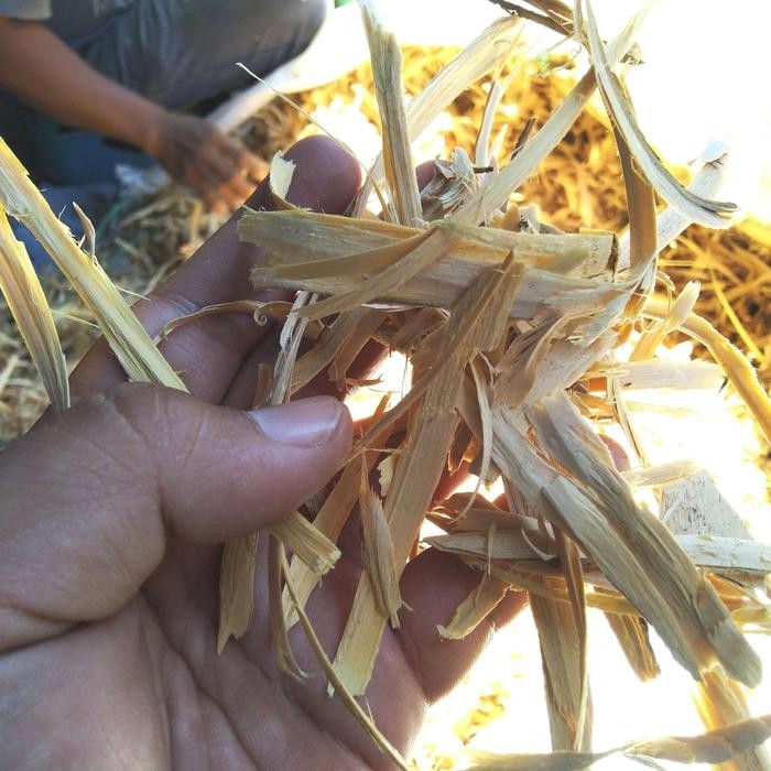 

TERMURAHH!! Herbal Doro Putih 1kg / Bidara Laut / Kayu Ular / Widoro