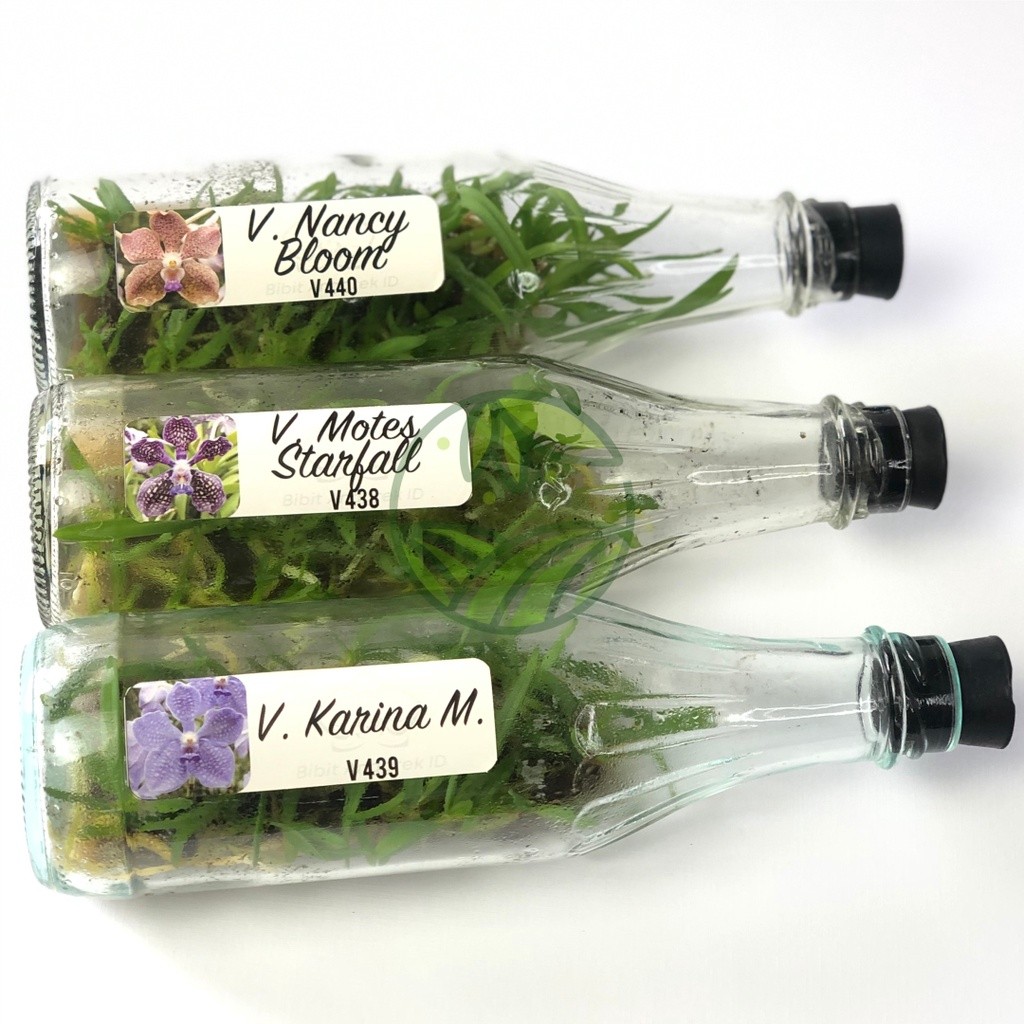 Benih Bibit Anggrek Vanda Import Siap Tanam Isi 28-30 Plant Bibit Jumbo