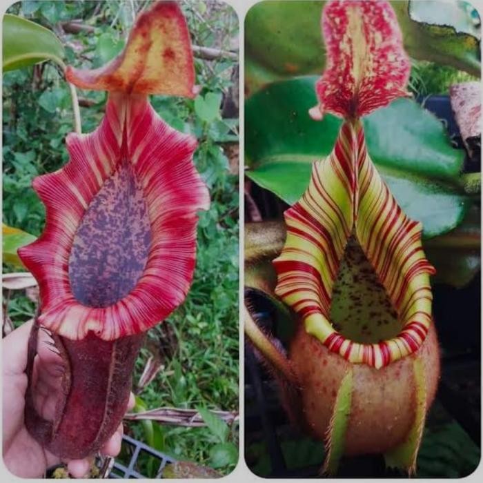 PREMIUM Nepenthes Veitchii bareo Versi Lowland Kantong semar LVB x Veitchi Bareo , BACA DESKRIPSI