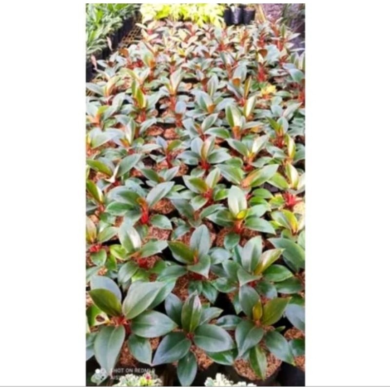Pinan Shop Tanaman Hias Philodendron Red Congo - Congo Rojo Compacta
