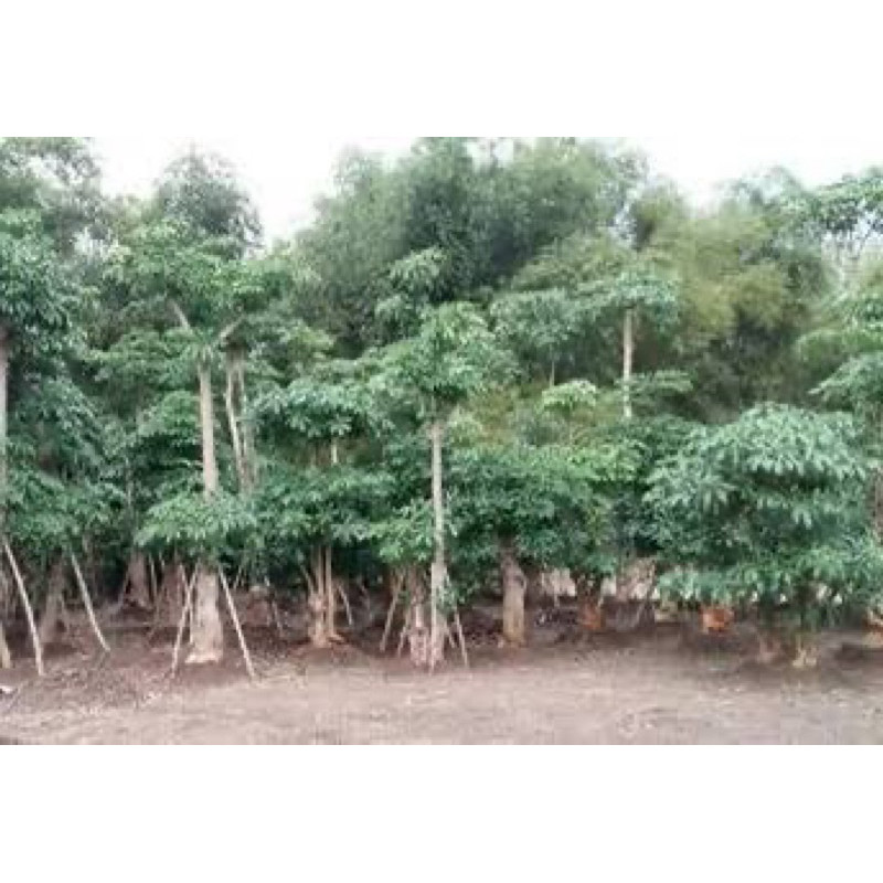 Pinan Shop Pohon Pule Bahan Bonsai Atau Teduh/ Rindang Depan Rumah