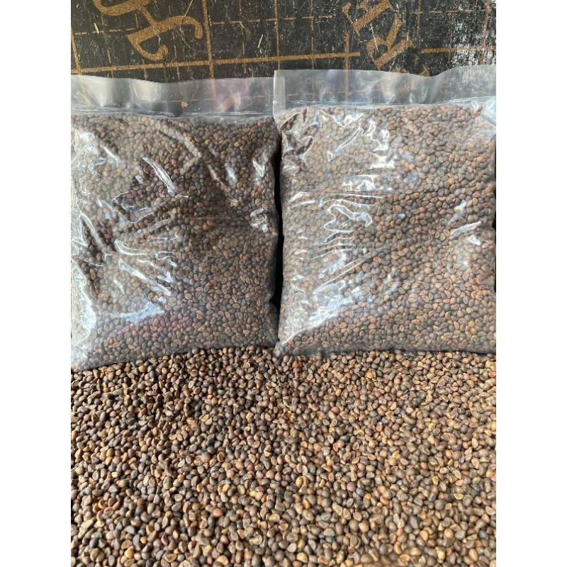 Pinan Shop Bibit Kangkung Daun Sempit 1Kg/ Benih Kangkung Daun Sempit 1Kg ()