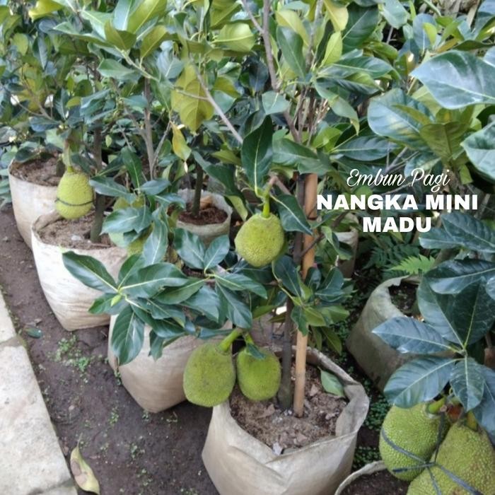 Bibit Pohon Buah Nangka Mini Madu Tanaman