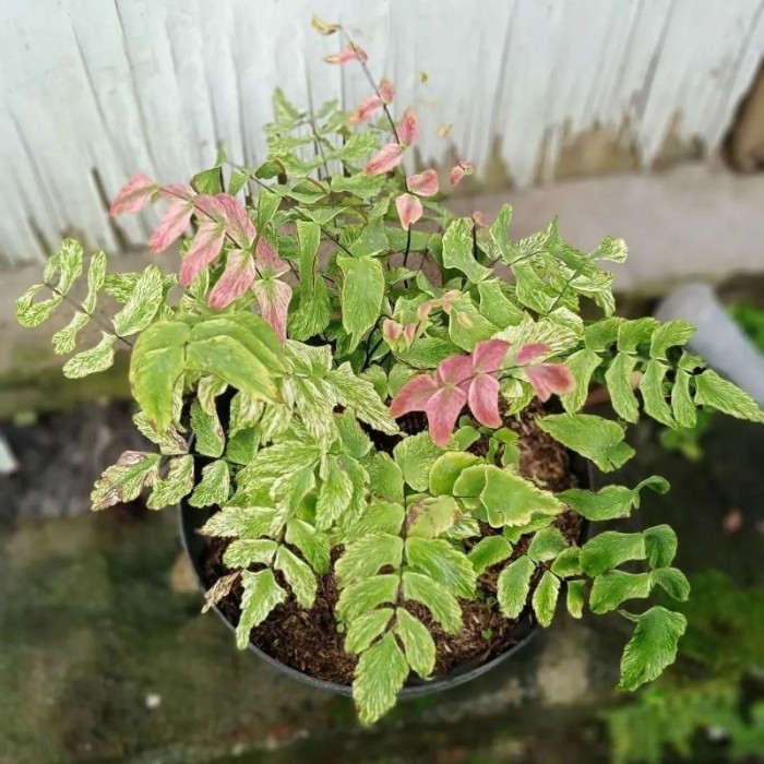Suplir kupu kupu pink variegata / Adiantum macrophyllum varigated Kode 1289