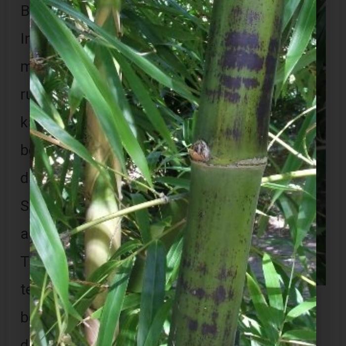 Bambu Tutul Bambusa maculata,Bambu unik,antik dan langka ,per 50 cm Kode 106