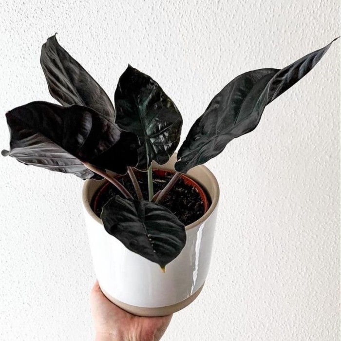 Alocasia infernalis black indo asli / Alocasia Black magic asli Kode 989