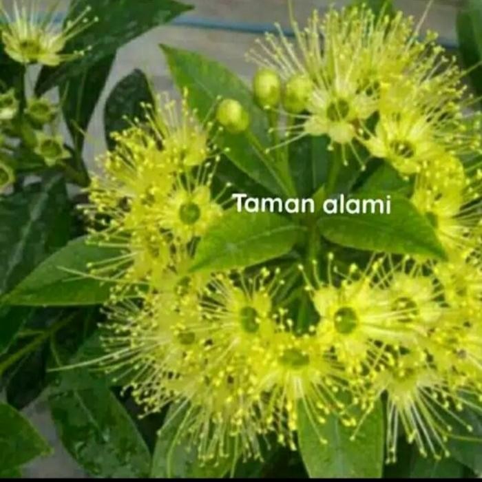 TERBARU Bunga santos lemon tinggi 70 cm -1 meter -santos lemon 1 mete Kode 1332