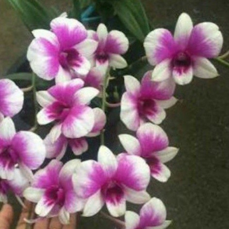 Anggrek Dendrobium Yaya Compact Kering Aman