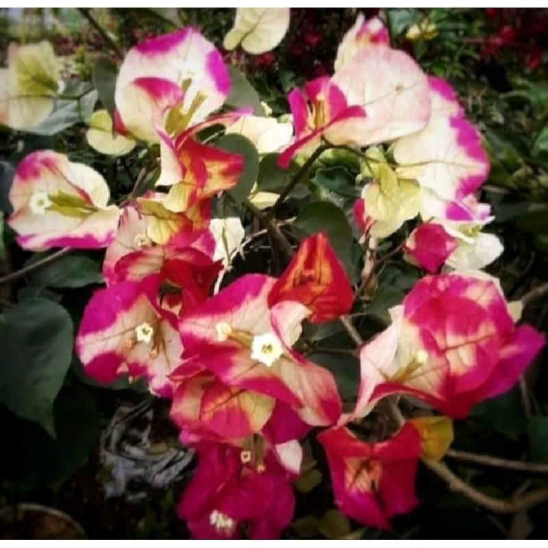 Bougenville Citra India Original